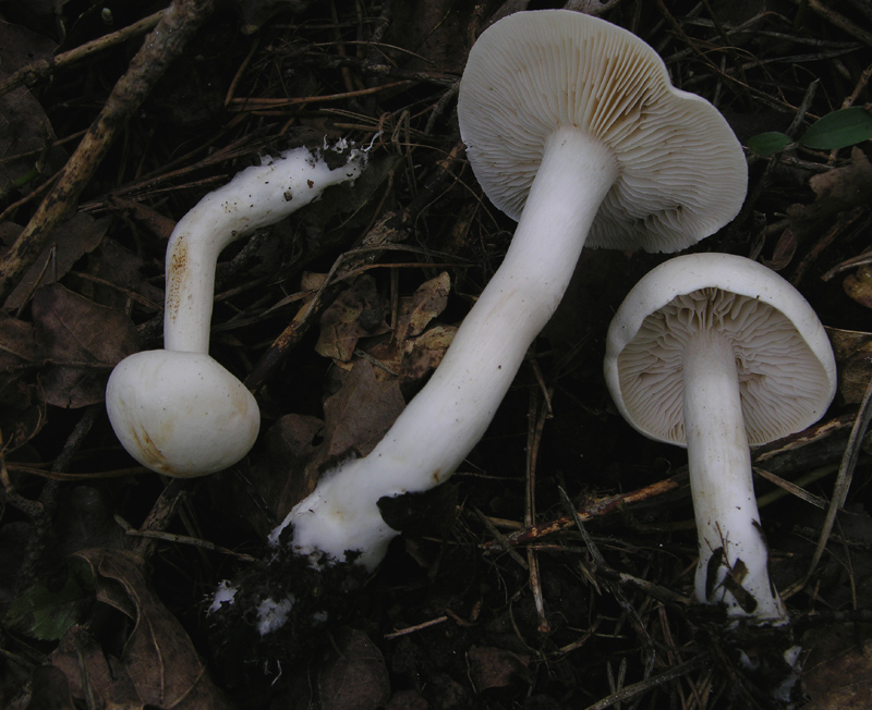 Tricholoma bianchi.